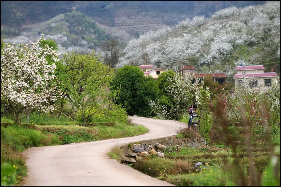 【春天,广西桂林灌阳县向您发出邀请!】我们在灌阳看梨花 - 游山玩水 - 资阳生活社区 - 资阳28生活网 zy.28life.com
