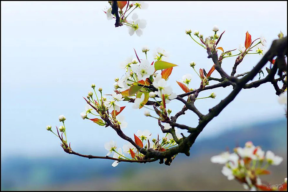 【春天,广西桂林灌阳县向您发出邀请!】我们在灌阳看梨花 - 游山玩水 - 资阳生活社区 - 资阳28生活网 zy.28life.com