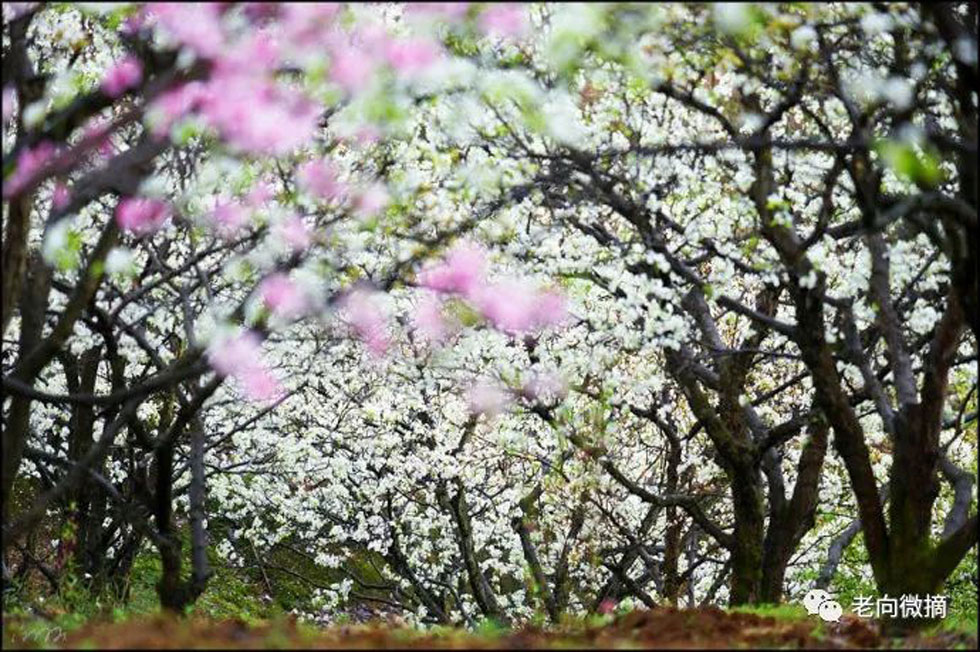 【春天,广西桂林灌阳县向您发出邀请!】我们在灌阳看梨花 - 游山玩水 - 资阳生活社区 - 资阳28生活网 zy.28life.com