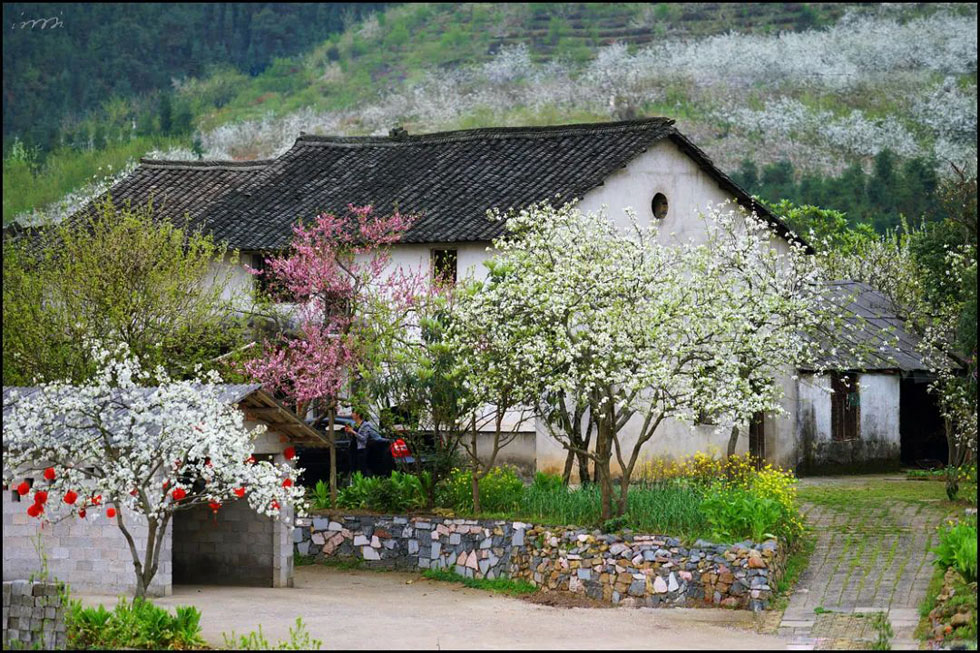 【春天,广西桂林灌阳县向您发出邀请!】我们在灌阳看梨花 - 游山玩水 - 资阳生活社区 - 资阳28生活网 zy.28life.com