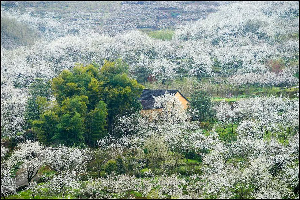 【春天,广西桂林灌阳县向您发出邀请!】我们在灌阳看梨花 - 游山玩水 - 资阳生活社区 - 资阳28生活网 zy.28life.com