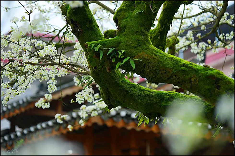 【春天,广西桂林灌阳县向您发出邀请!】我们在灌阳看梨花 - 游山玩水 - 资阳生活社区 - 资阳28生活网 zy.28life.com