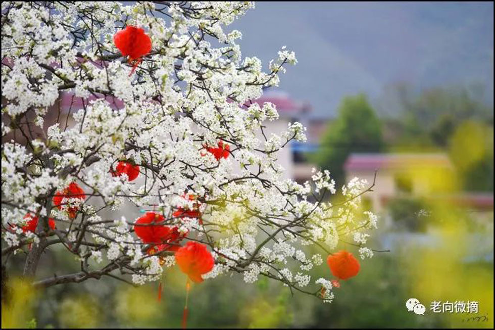 【春天,广西桂林灌阳县向您发出邀请!】我们在灌阳看梨花 - 游山玩水 - 资阳生活社区 - 资阳28生活网 zy.28life.com