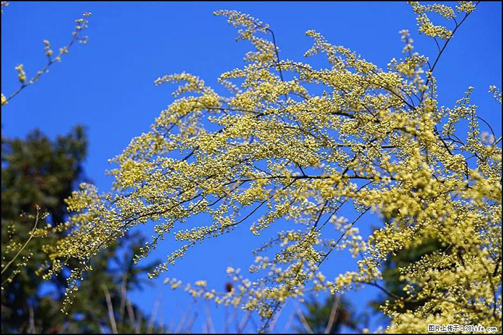 【春天,广西桂林灌阳县向您发出邀请!】米珠山前有片山苍子花在飘香 - 游山玩水 - 资阳生活社区 - 资阳28生活网 zy.28life.com