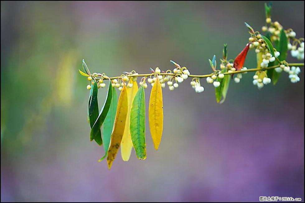 【春天,广西桂林灌阳县向您发出邀请!】米珠山前有片山苍子花在飘香 - 游山玩水 - 资阳生活社区 - 资阳28生活网 zy.28life.com