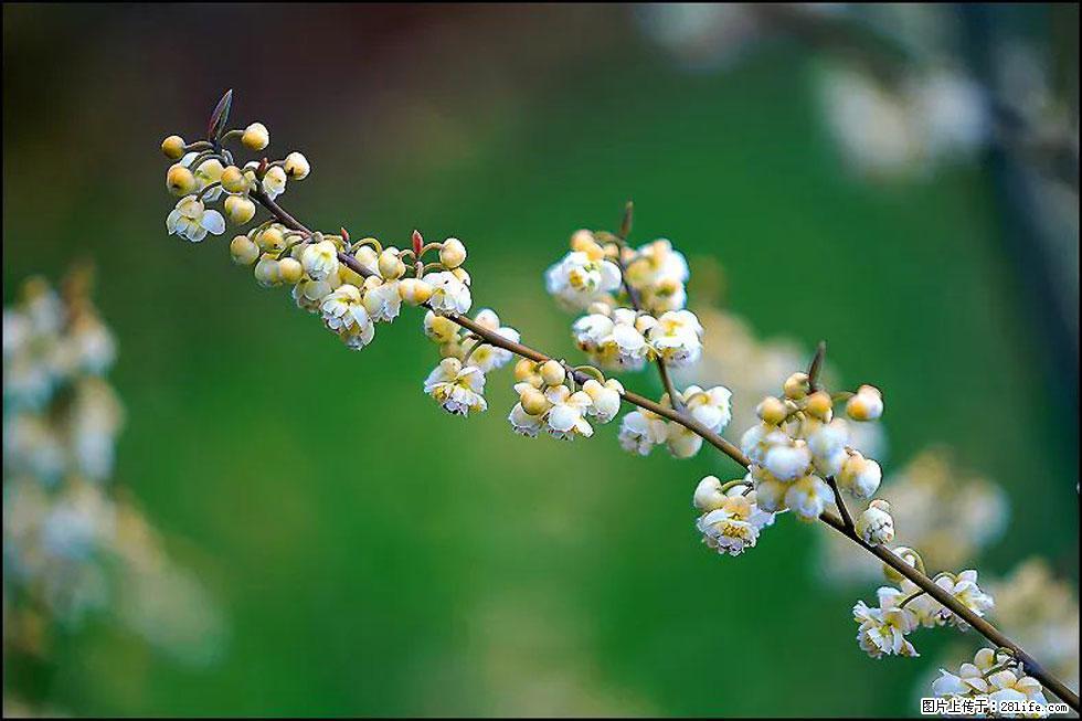 【春天,广西桂林灌阳县向您发出邀请!】米珠山前有片山苍子花在飘香 - 游山玩水 - 资阳生活社区 - 资阳28生活网 zy.28life.com