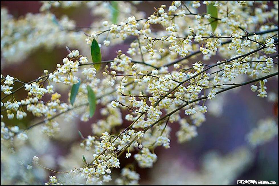 【春天,广西桂林灌阳县向您发出邀请!】米珠山前有片山苍子花在飘香 - 游山玩水 - 资阳生活社区 - 资阳28生活网 zy.28life.com