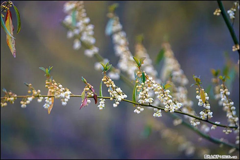 【春天,广西桂林灌阳县向您发出邀请!】米珠山前有片山苍子花在飘香 - 游山玩水 - 资阳生活社区 - 资阳28生活网 zy.28life.com