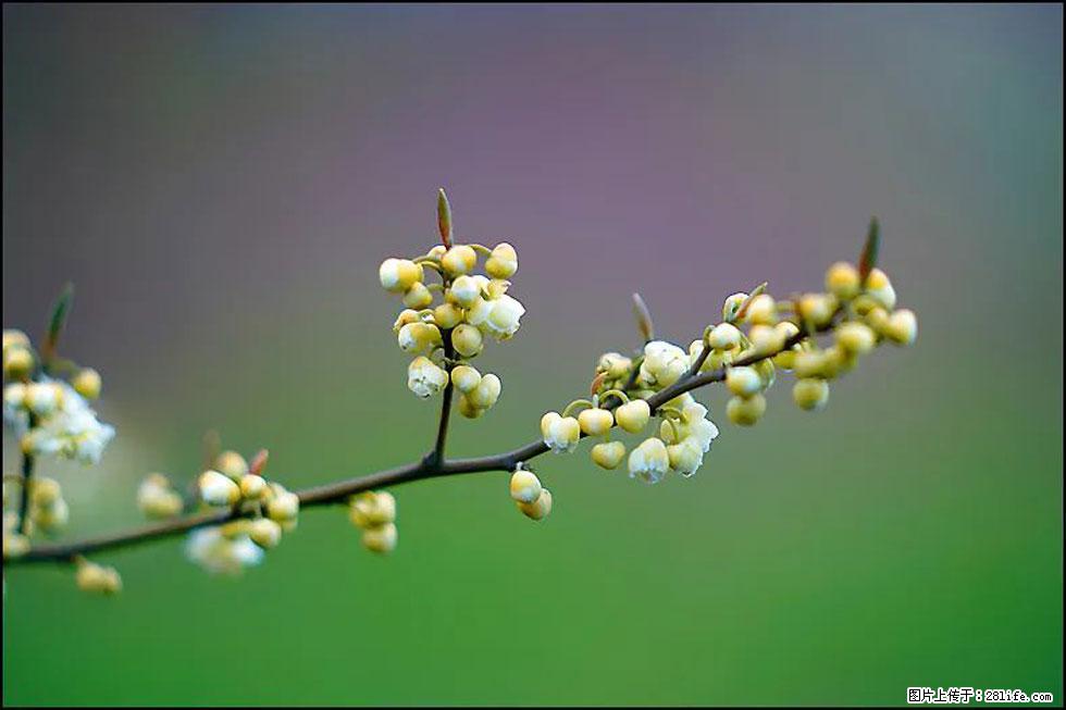 【春天,广西桂林灌阳县向您发出邀请!】米珠山前有片山苍子花在飘香 - 游山玩水 - 资阳生活社区 - 资阳28生活网 zy.28life.com