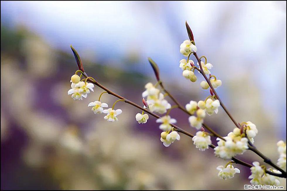 【春天,广西桂林灌阳县向您发出邀请!】米珠山前有片山苍子花在飘香 - 游山玩水 - 资阳生活社区 - 资阳28生活网 zy.28life.com