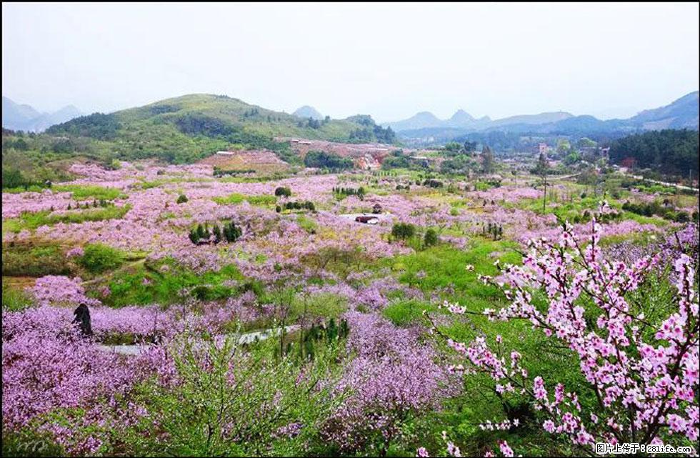 【春天,广西桂林灌阳县向您发出邀请!】官庄村有个醉美的桃花园 - 游山玩水 - 资阳生活社区 - 资阳28生活网 zy.28life.com