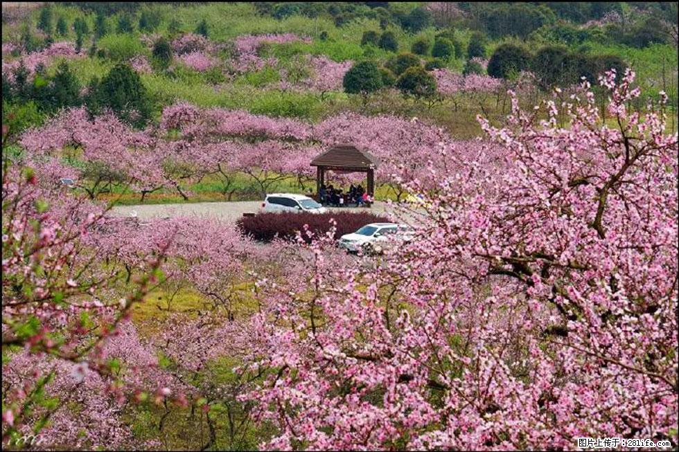 【春天,广西桂林灌阳县向您发出邀请!】官庄村有个醉美的桃花园 - 游山玩水 - 资阳生活社区 - 资阳28生活网 zy.28life.com