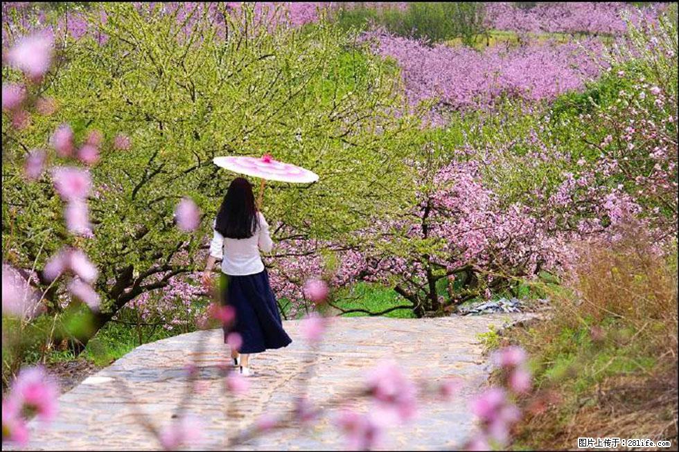 【春天,广西桂林灌阳县向您发出邀请!】官庄村有个醉美的桃花园 - 游山玩水 - 资阳生活社区 - 资阳28生活网 zy.28life.com