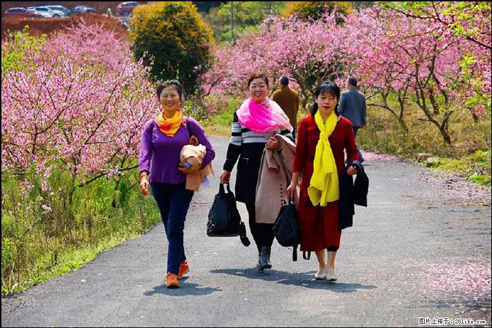 【春天,广西桂林灌阳县向您发出邀请!】官庄村有个醉美的桃花园 - 游山玩水 - 资阳生活社区 - 资阳28生活网 zy.28life.com