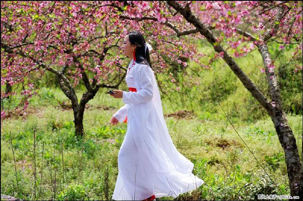 【春天,广西桂林灌阳县向您发出邀请!】官庄村有个醉美的桃花园 - 游山玩水 - 资阳生活社区 - 资阳28生活网 zy.28life.com