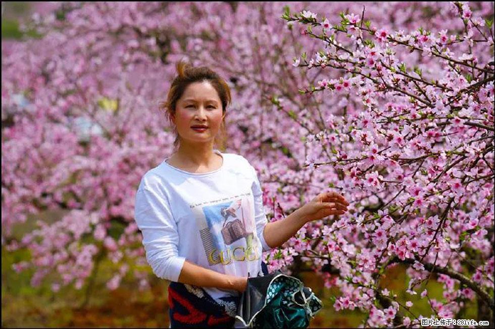 【春天,广西桂林灌阳县向您发出邀请!】官庄村有个醉美的桃花园 - 游山玩水 - 资阳生活社区 - 资阳28生活网 zy.28life.com