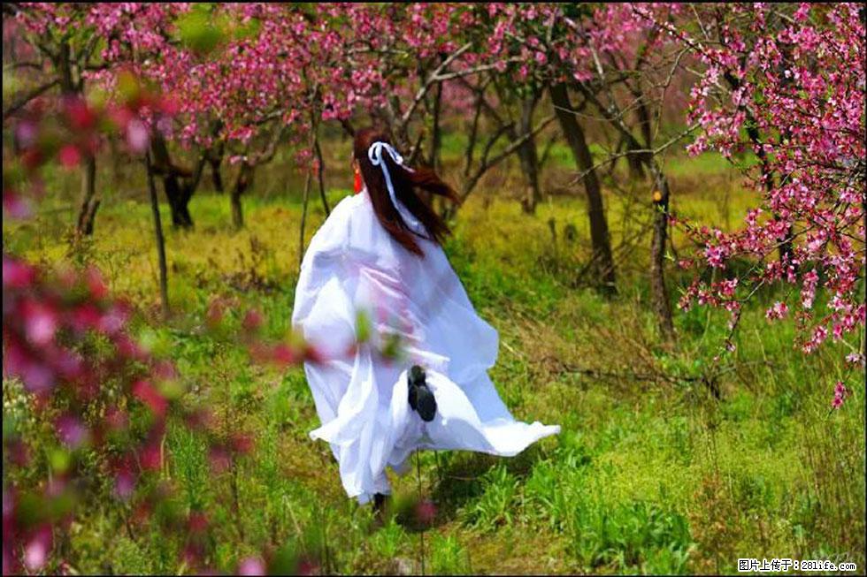 【春天,广西桂林灌阳县向您发出邀请!】官庄村有个醉美的桃花园 - 游山玩水 - 资阳生活社区 - 资阳28生活网 zy.28life.com