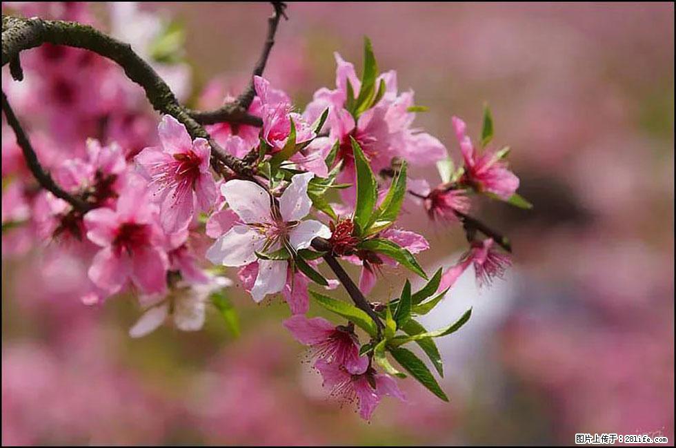 【春天,广西桂林灌阳县向您发出邀请!】官庄村有个醉美的桃花园 - 游山玩水 - 资阳生活社区 - 资阳28生活网 zy.28life.com