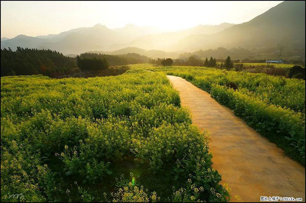【春天,广西桂林灌阳县向您发出邀请!】长坪村油菜盛情花开 - 游山玩水 - 资阳生活社区 - 资阳28生活网 zy.28life.com