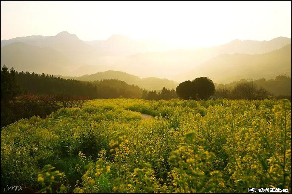 【春天,广西桂林灌阳县向您发出邀请!】长坪村油菜盛情花开 - 游山玩水 - 资阳生活社区 - 资阳28生活网 zy.28life.com