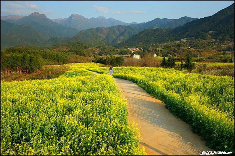 【春天,广西桂林灌阳县向您发出邀请!】长坪村油菜盛情花开 - 游山玩水 - 资阳生活社区 - 资阳28生活网 zy.28life.com