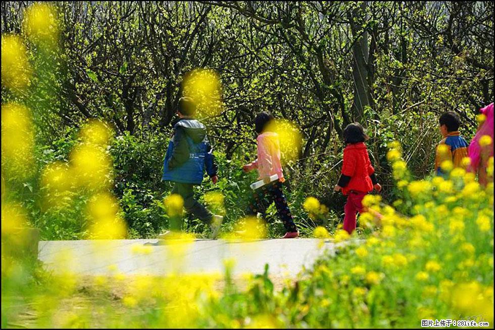 【春天,广西桂林灌阳县向您发出邀请!】长坪村油菜盛情花开 - 游山玩水 - 资阳生活社区 - 资阳28生活网 zy.28life.com