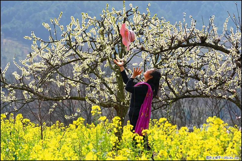 【春天,广西桂林灌阳县向您发出邀请!】长坪村油菜盛情花开 - 游山玩水 - 资阳生活社区 - 资阳28生活网 zy.28life.com