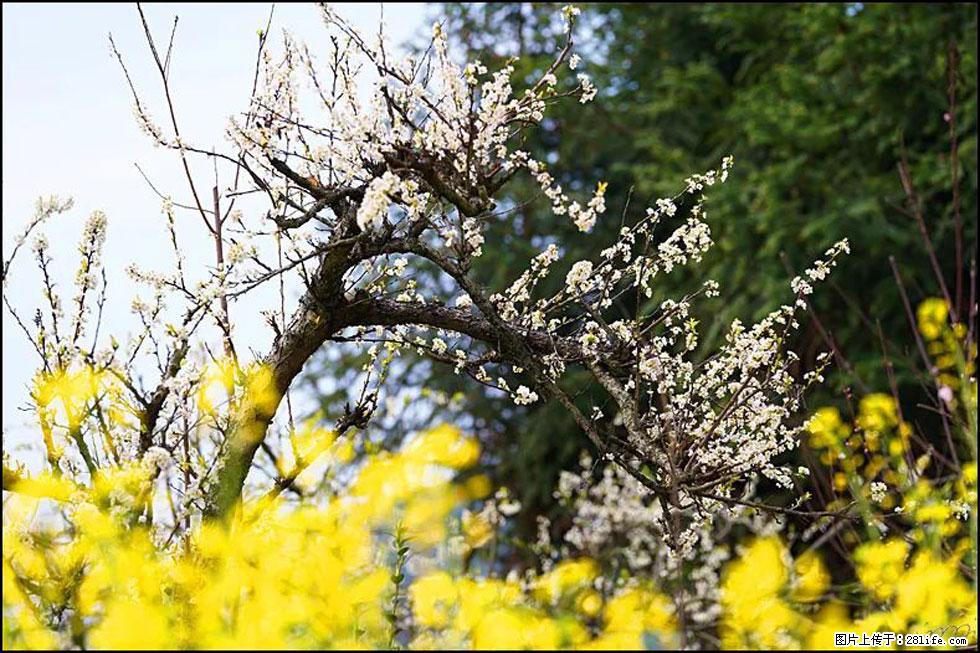 【春天,广西桂林灌阳县向您发出邀请!】长坪村油菜盛情花开 - 游山玩水 - 资阳生活社区 - 资阳28生活网 zy.28life.com