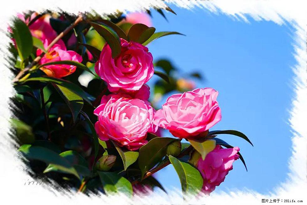 【春天,广西桂林灌阳县向您发出邀请!】杨柳井茶花惹人爱 - 游山玩水 - 资阳生活社区 - 资阳28生活网 zy.28life.com