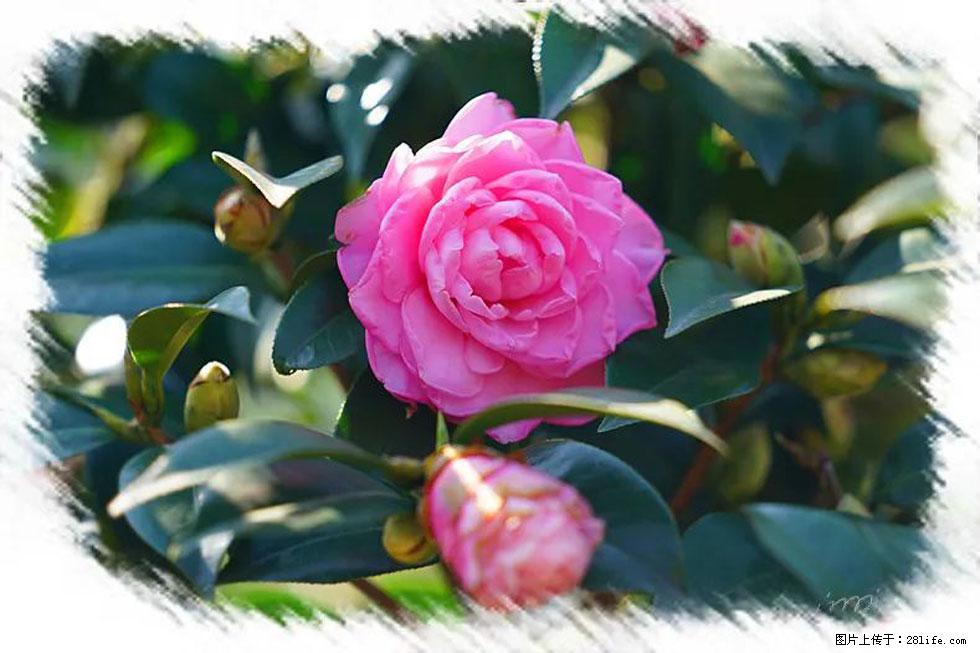 【春天,广西桂林灌阳县向您发出邀请!】杨柳井茶花惹人爱 - 游山玩水 - 资阳生活社区 - 资阳28生活网 zy.28life.com