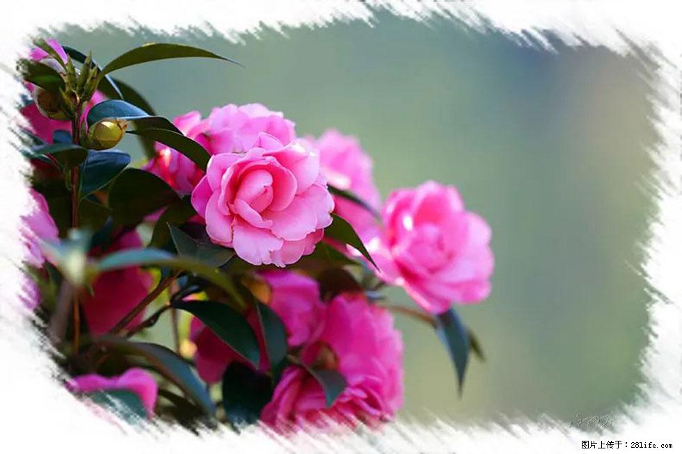 【春天,广西桂林灌阳县向您发出邀请!】杨柳井茶花惹人爱 - 游山玩水 - 资阳生活社区 - 资阳28生活网 zy.28life.com