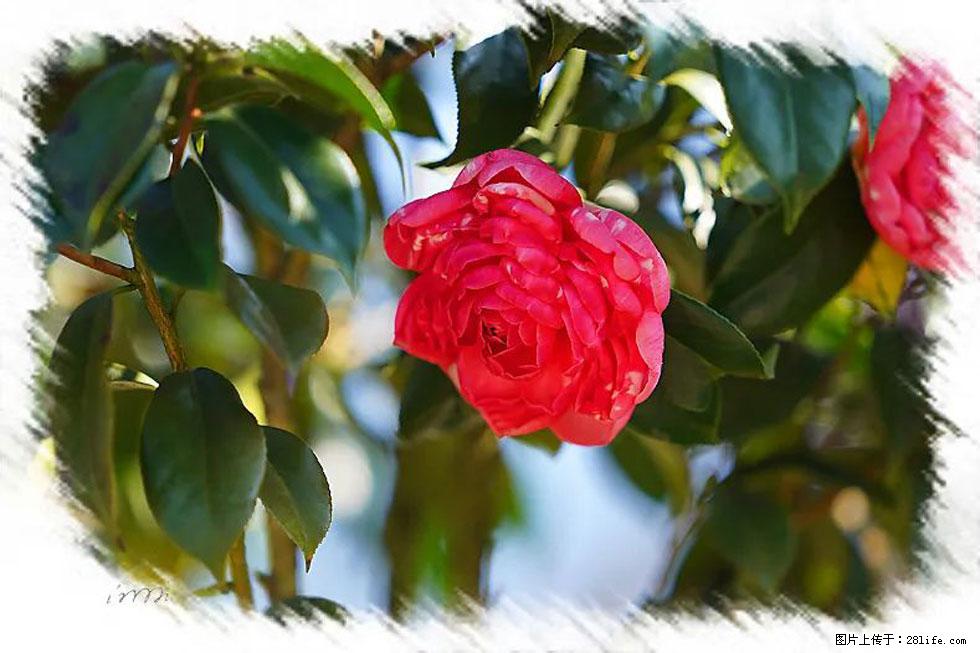 【春天,广西桂林灌阳县向您发出邀请!】杨柳井茶花惹人爱 - 游山玩水 - 资阳生活社区 - 资阳28生活网 zy.28life.com