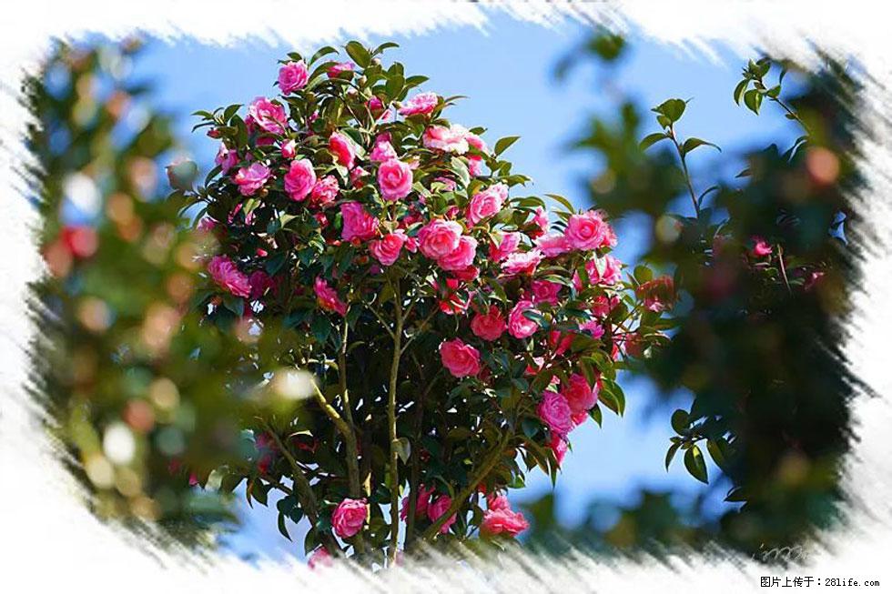 【春天,广西桂林灌阳县向您发出邀请!】杨柳井茶花惹人爱 - 游山玩水 - 资阳生活社区 - 资阳28生活网 zy.28life.com