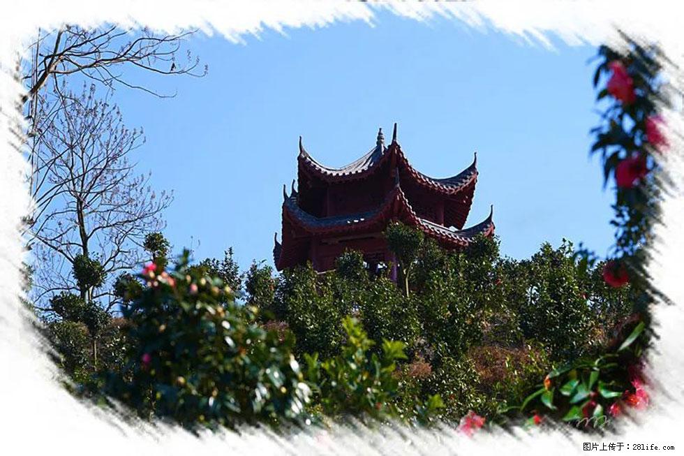 【春天,广西桂林灌阳县向您发出邀请!】杨柳井茶花惹人爱 - 游山玩水 - 资阳生活社区 - 资阳28生活网 zy.28life.com