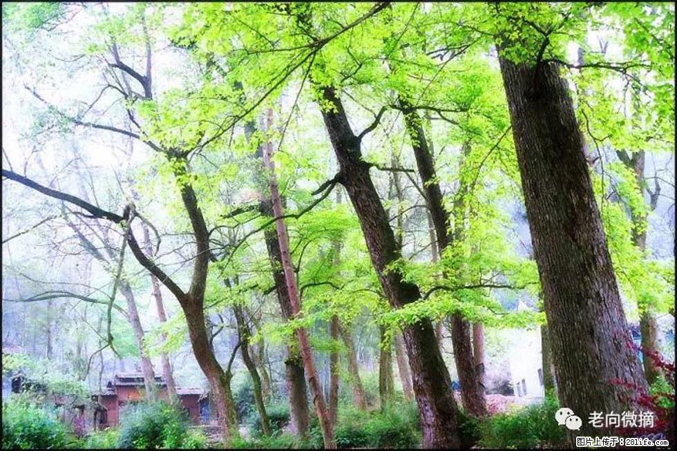 【春天,广西桂林灌阳县向您发出邀请!】在小龙村与春天约会 - 游山玩水 - 资阳生活社区 - 资阳28生活网 zy.28life.com