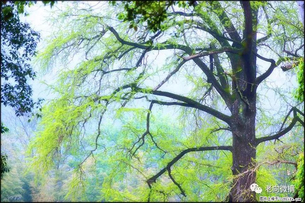 【春天,广西桂林灌阳县向您发出邀请!】在小龙村与春天约会 - 游山玩水 - 资阳生活社区 - 资阳28生活网 zy.28life.com