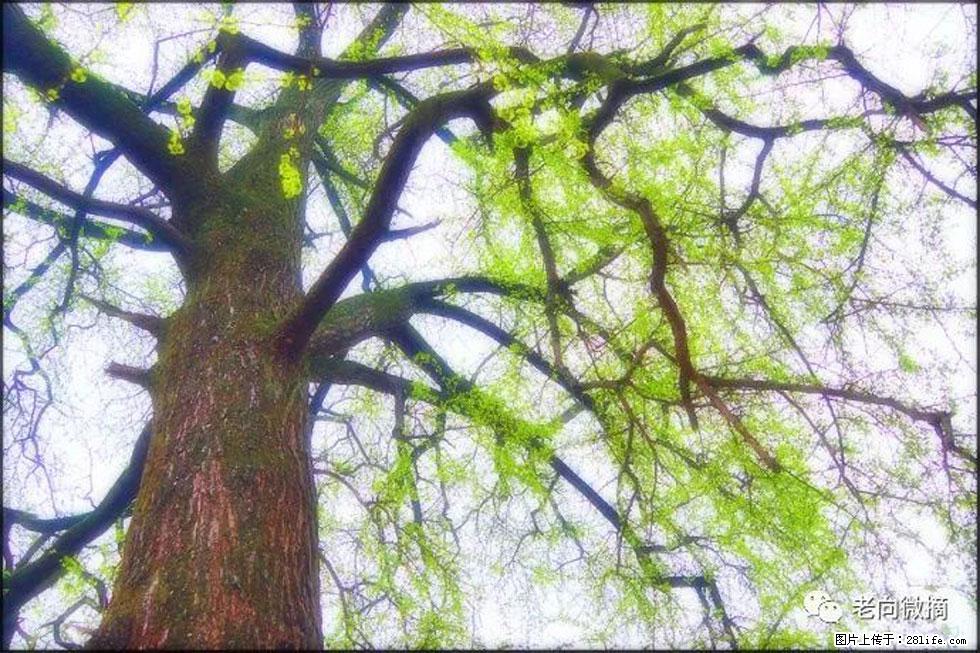 【春天,广西桂林灌阳县向您发出邀请!】在小龙村与春天约会 - 游山玩水 - 资阳生活社区 - 资阳28生活网 zy.28life.com