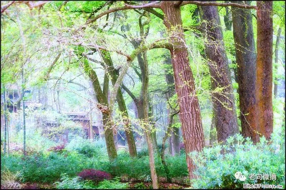 【春天,广西桂林灌阳县向您发出邀请!】在小龙村与春天约会 - 游山玩水 - 资阳生活社区 - 资阳28生活网 zy.28life.com