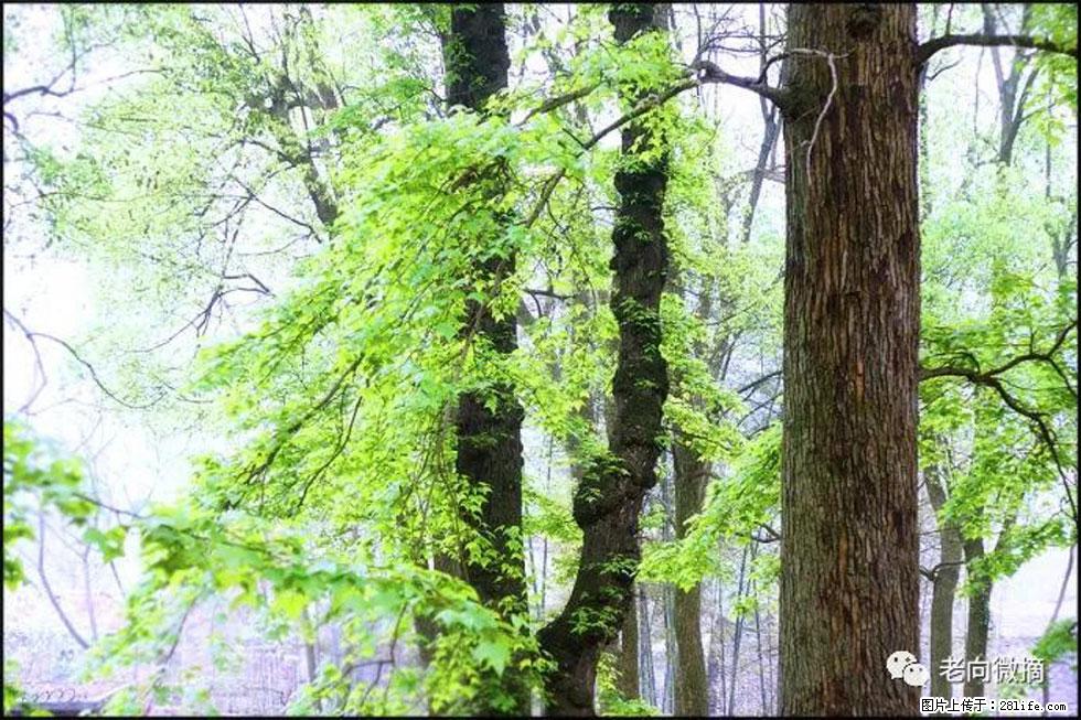 【春天,广西桂林灌阳县向您发出邀请!】在小龙村与春天约会 - 游山玩水 - 资阳生活社区 - 资阳28生活网 zy.28life.com