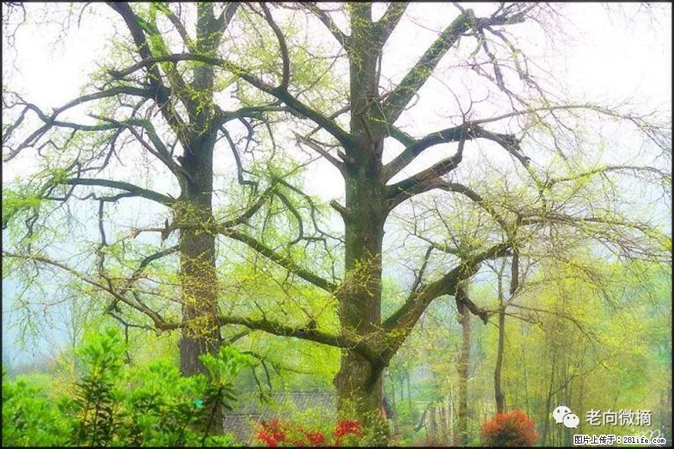 【春天,广西桂林灌阳县向您发出邀请!】在小龙村与春天约会 - 游山玩水 - 资阳生活社区 - 资阳28生活网 zy.28life.com