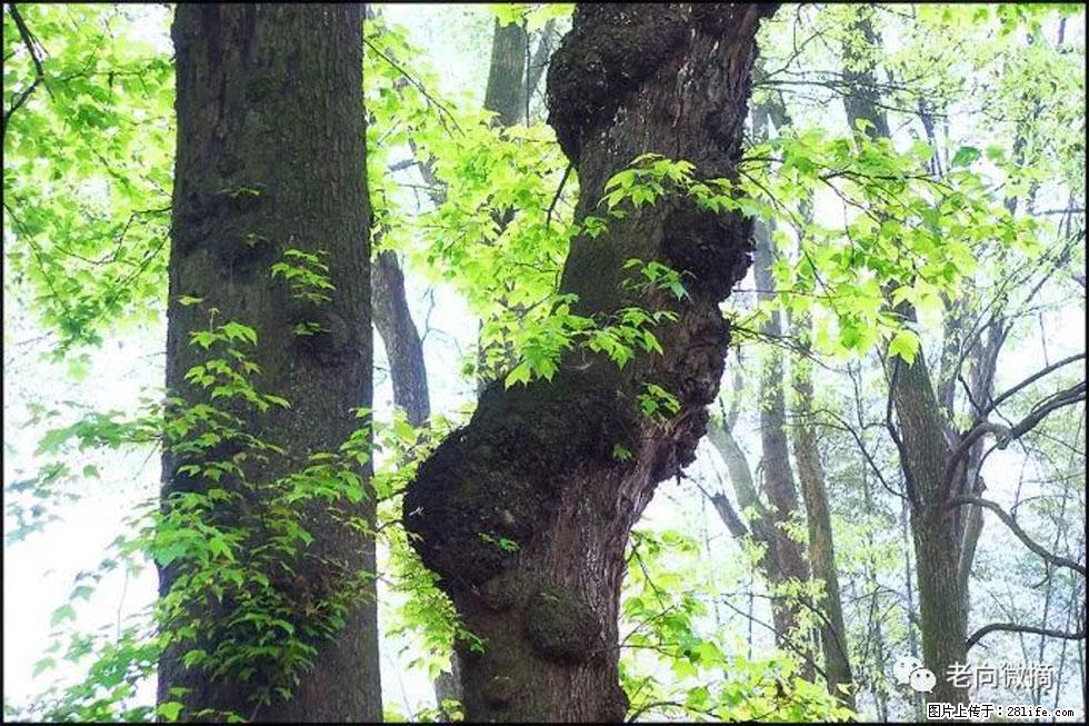 【春天,广西桂林灌阳县向您发出邀请!】在小龙村与春天约会 - 游山玩水 - 资阳生活社区 - 资阳28生活网 zy.28life.com