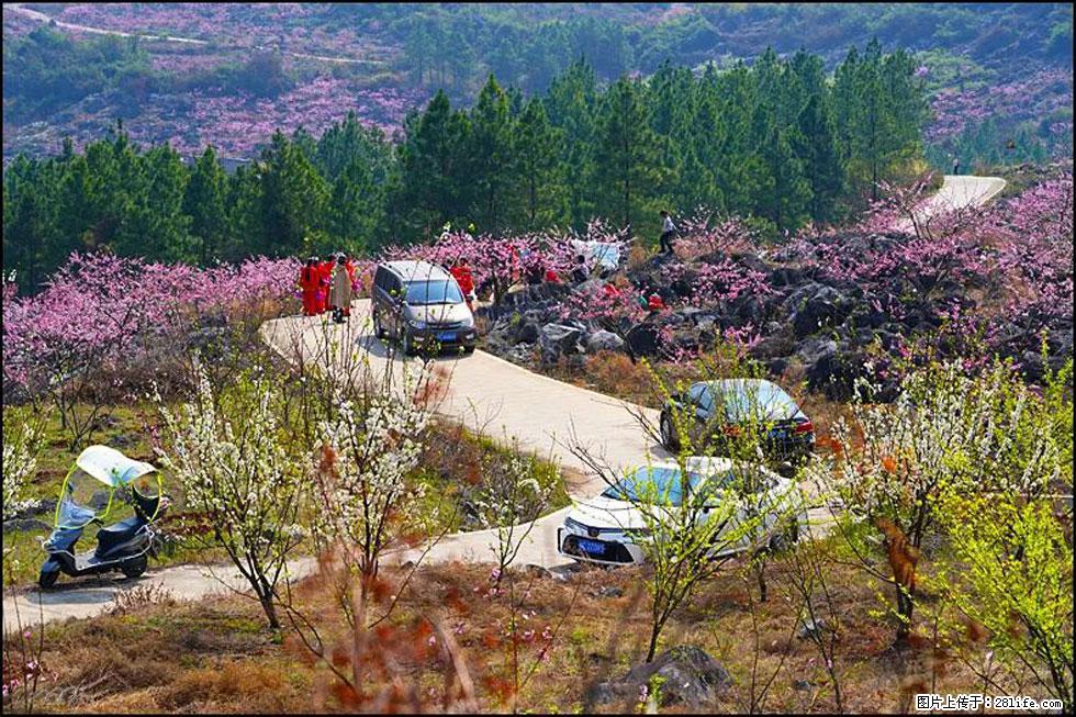 【春天,广西桂林灌阳县向您发出邀请!】望月岭上桃花开 - 游山玩水 - 资阳生活社区 - 资阳28生活网 zy.28life.com