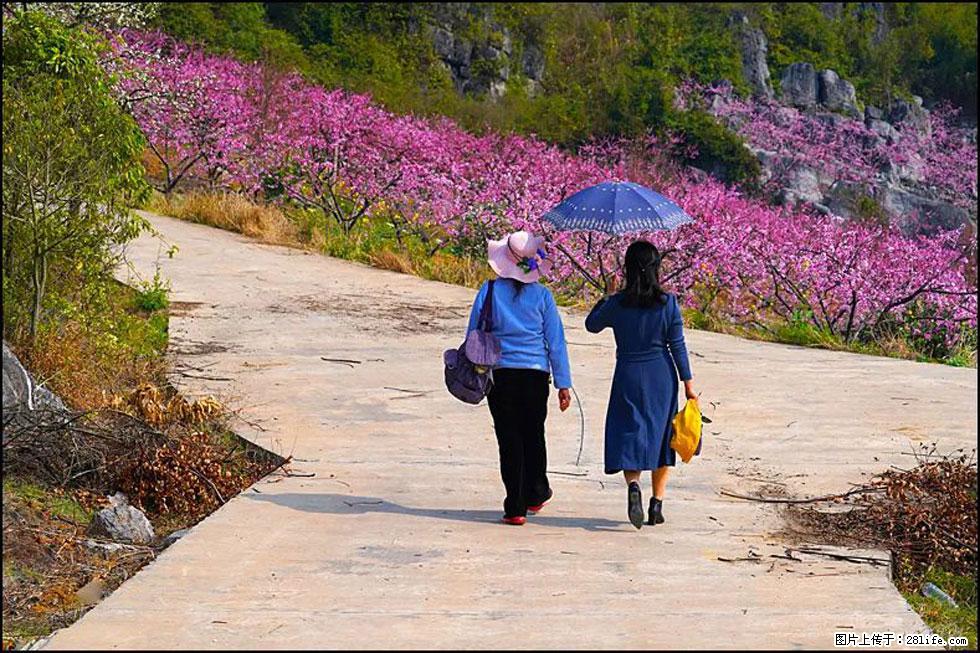【春天,广西桂林灌阳县向您发出邀请!】望月岭上桃花开 - 游山玩水 - 资阳生活社区 - 资阳28生活网 zy.28life.com