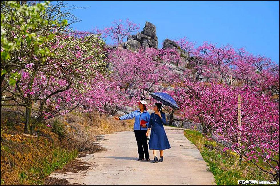 【春天,广西桂林灌阳县向您发出邀请!】望月岭上桃花开 - 游山玩水 - 资阳生活社区 - 资阳28生活网 zy.28life.com