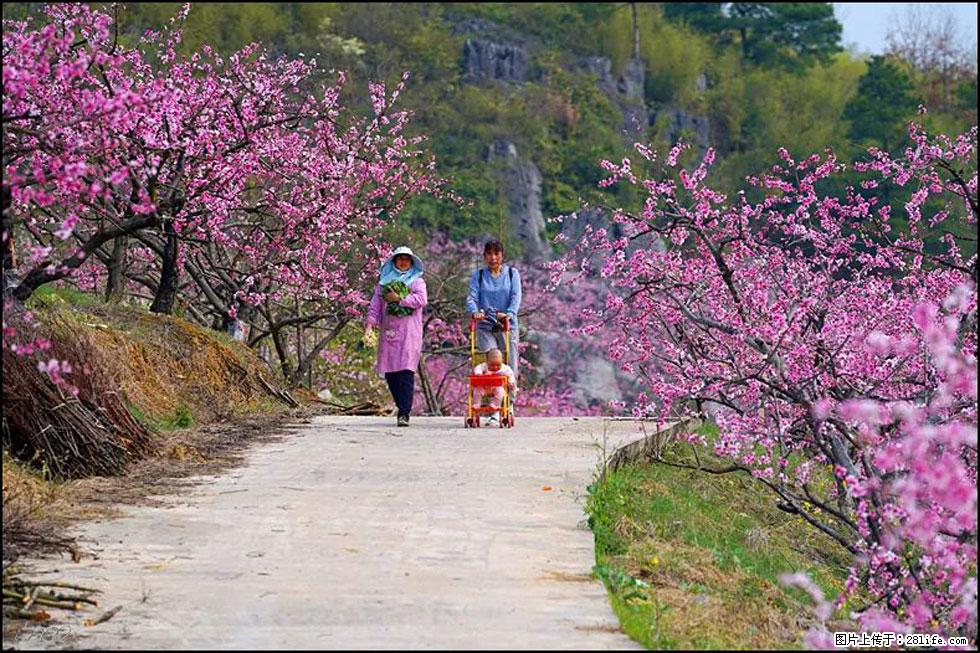 【春天,广西桂林灌阳县向您发出邀请!】望月岭上桃花开 - 游山玩水 - 资阳生活社区 - 资阳28生活网 zy.28life.com