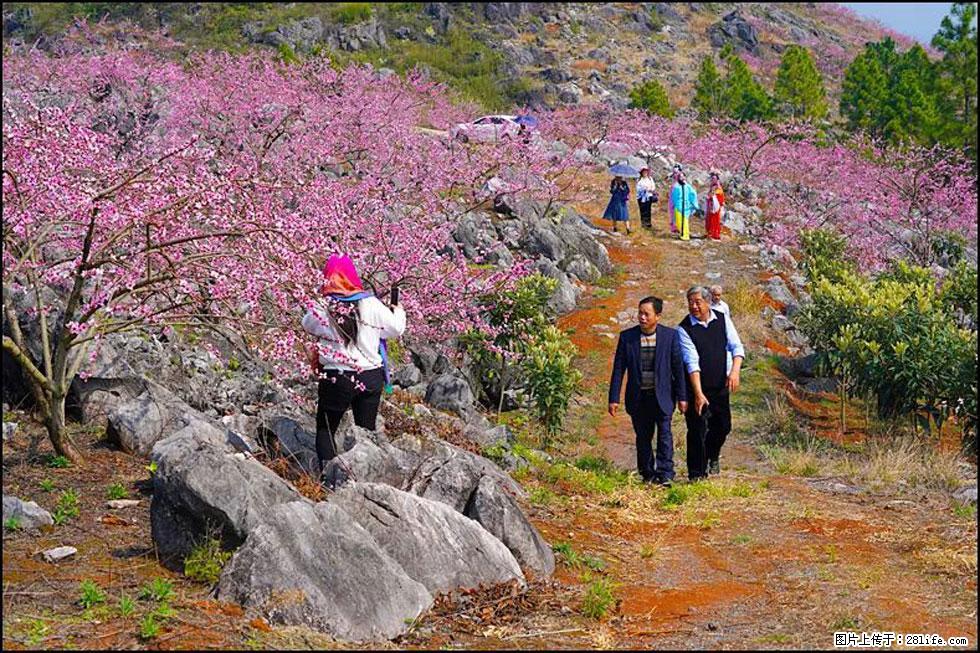 【春天,广西桂林灌阳县向您发出邀请!】望月岭上桃花开 - 游山玩水 - 资阳生活社区 - 资阳28生活网 zy.28life.com