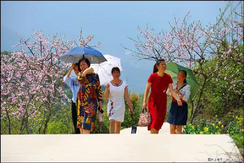 【春天,广西桂林灌阳县向您发出邀请!】望月岭上桃花开 - 游山玩水 - 资阳生活社区 - 资阳28生活网 zy.28life.com