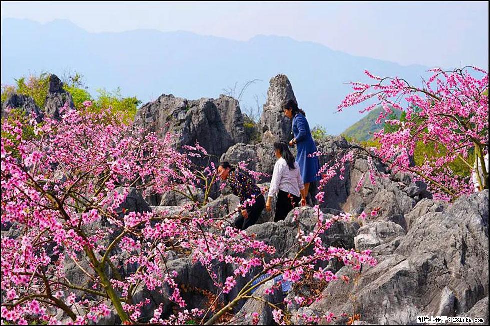 【春天,广西桂林灌阳县向您发出邀请!】望月岭上桃花开 - 游山玩水 - 资阳生活社区 - 资阳28生活网 zy.28life.com