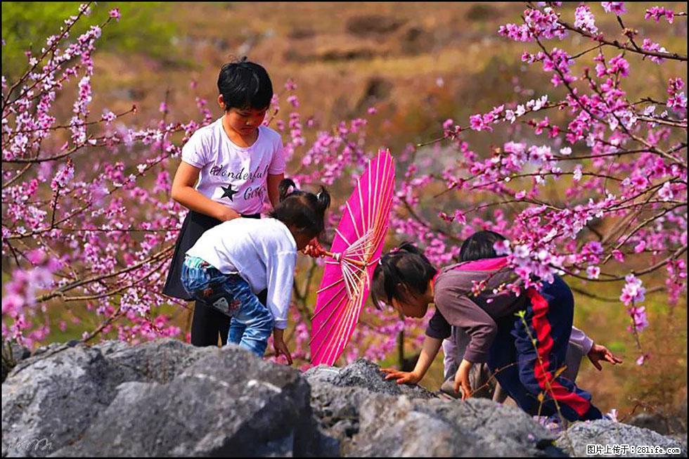 【春天,广西桂林灌阳县向您发出邀请!】望月岭上桃花开 - 游山玩水 - 资阳生活社区 - 资阳28生活网 zy.28life.com