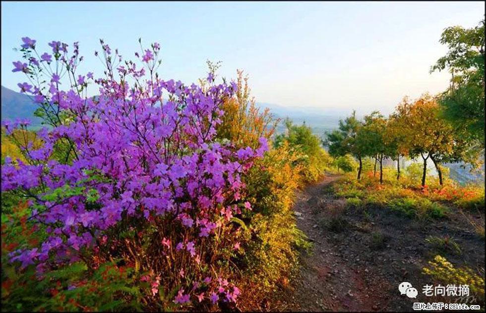 【春天,广西桂林灌阳县向您发出邀请!】登麒麟山,相约映山红 - 游山玩水 - 资阳生活社区 - 资阳28生活网 zy.28life.com